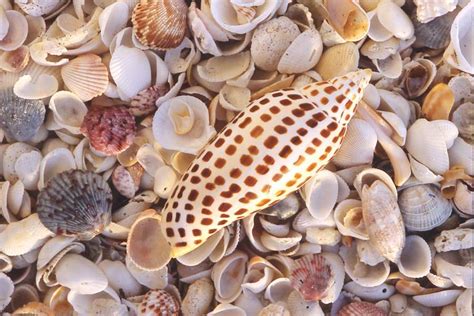 Learn To Identify Seashells At The National Shell Museum In Sanibel Tampa Bay Times