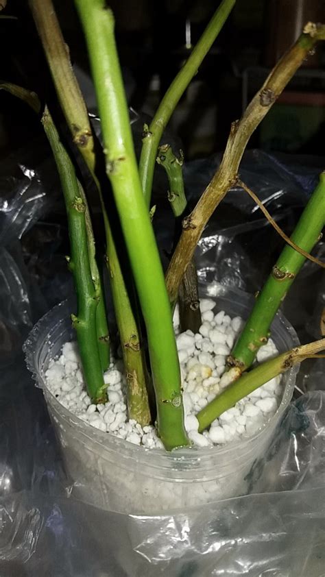 Zillow has 14 homes for sale in poinsettia carlsbad. Poinsettia cuttings | I know this looks like a mess, and I ...