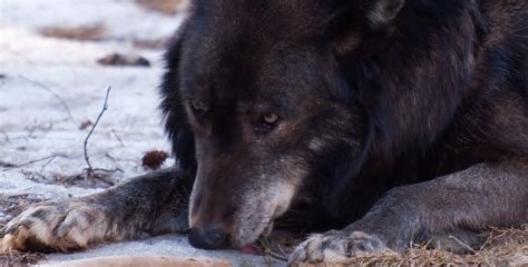 Grey Wolf Alpha Male Flickr Photo Sharing
