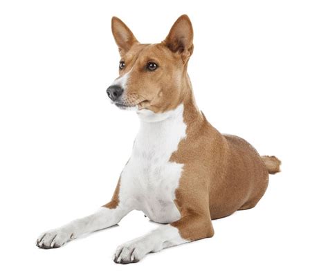 Basenji Dingo Dog Dog Breeder Dog Breeds