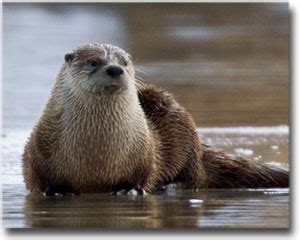 In north america, we have the sea otter and the river otter (no land otter). Swims With Seals: February 2012