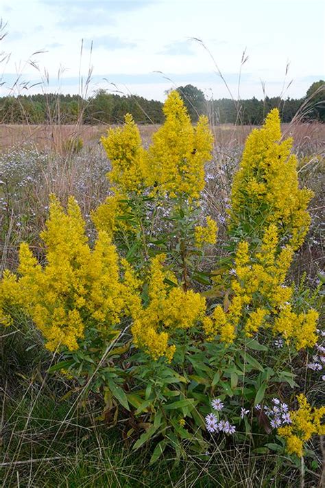 Showy Goldenrod Solidago Speciosa Prairie Nursery Goldenrod