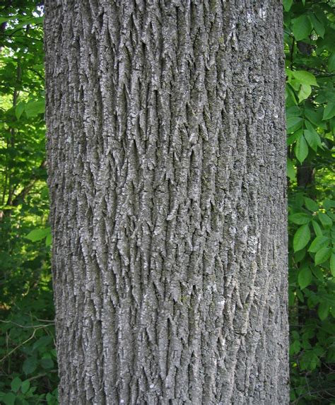 Have Ash Trees Learn More About Emerald Ash Borer At Seminars