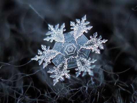 Stunning Macro Photography Of Snowflakes By Alexey Kljatov Design Swan