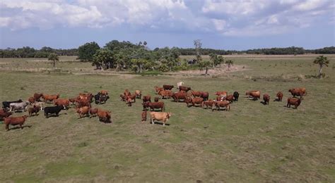 Beef Cattle Panhandle Agriculture