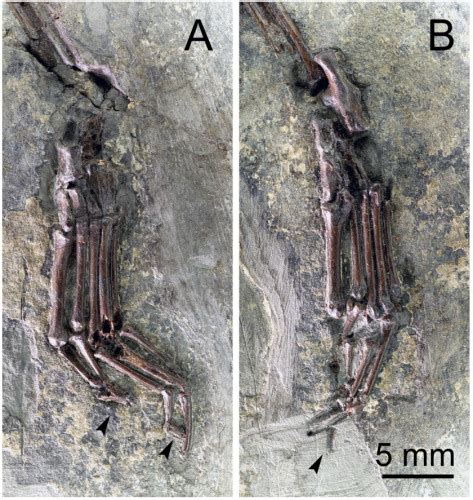 Oldest Primate Fossil Found How These Bones Could Be Evolutionary