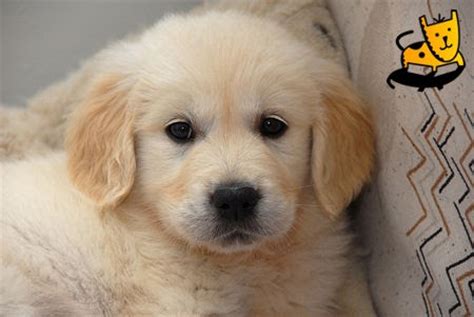 Find the best products and accessories for your beloved labrador retriever. Golden Retriever Dog: Cute Golden Retriever Puppies