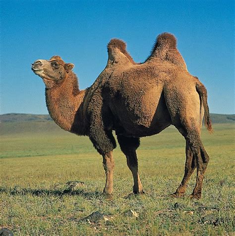 Bactrian Camel Mammal Britannica
