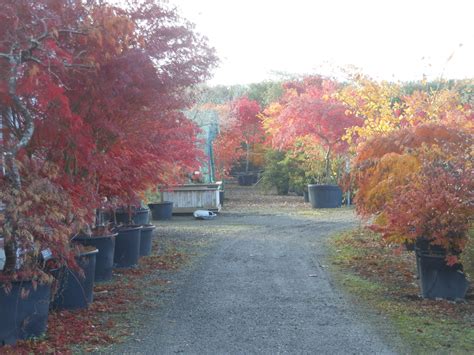 En résumé, ce qu'il faut savoir Les couleurs d'automne érable du Japon - Pépinières Val de ...