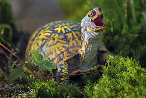 Laughing Turtle Photograph By Pristine Images