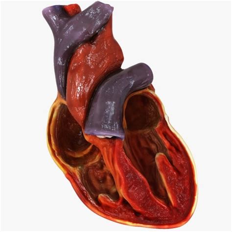 3d Model Human Heart