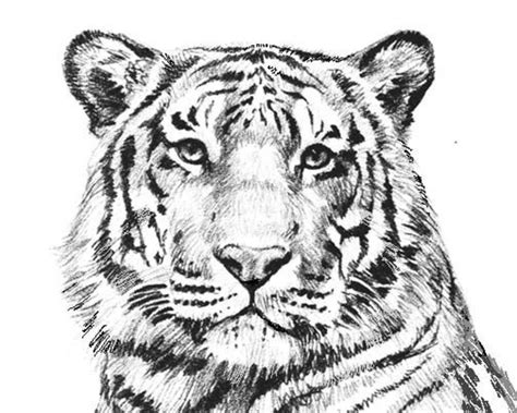 Freehand sketch drawing with doodle and. Ausmalbilder für erwachsene: Tiger zum ausdrucken ...