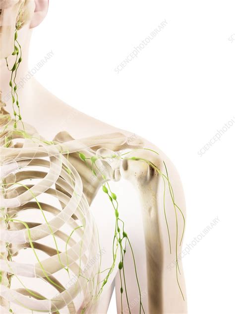 Shoulder Lymph Nodes Artwork Stock Image F0094153 Science Photo
