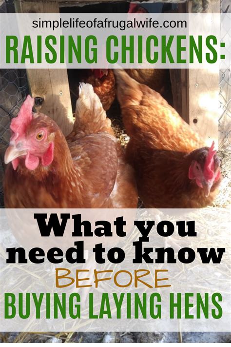 Raising Chickens What You Need To Know Before You Buy Laying Hens Simple Life Raising