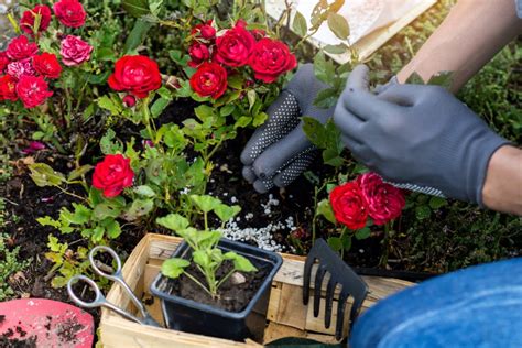 When To Plant Roses For Stellar Summer Blooms Bob Vila