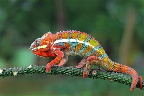 Choosing A Starter Pet Chameleon By Type