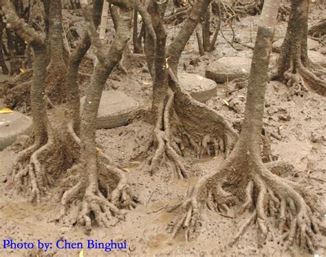 Rozaini Othman Guru Cemerlang Biologi Mangrove Swamps Colonisation