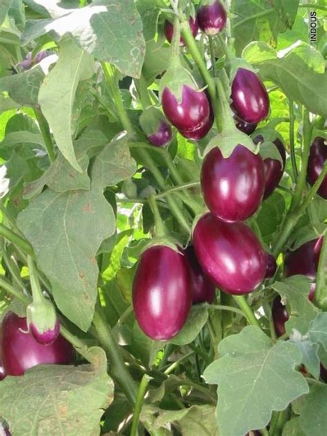 For the variation in fruit yield of brinjal. Indous Agriseeds Brinjal Seeds Seed Price in India - Buy ...