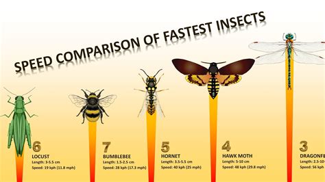 10 Fastest Insects In The World Youtube