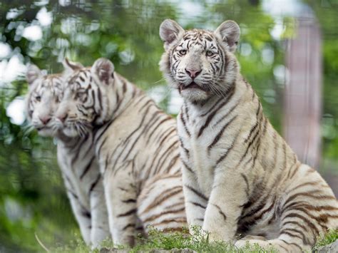 White Tiger Cubs Posing Three Tiger Cubs Posing Together Flickr