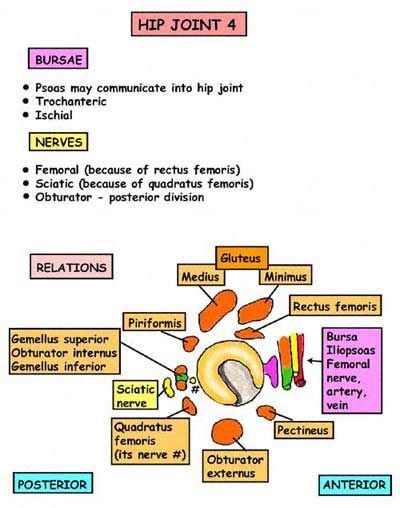 Pin By Sparkelate On Anaesthetics Anatomy Anatomy And Physiology