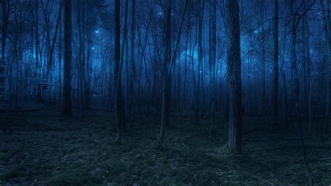 Forest At Night 4k Nature Hd Wallpaper