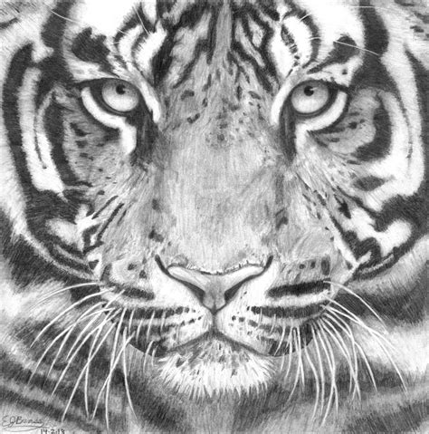 Dessin Tigre Crayon Tigre De Sumatra Aux Pastels Artiste Animalier