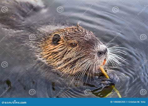 Eurasian Beaver Eating In Water Stock Image Image Of Beaver North