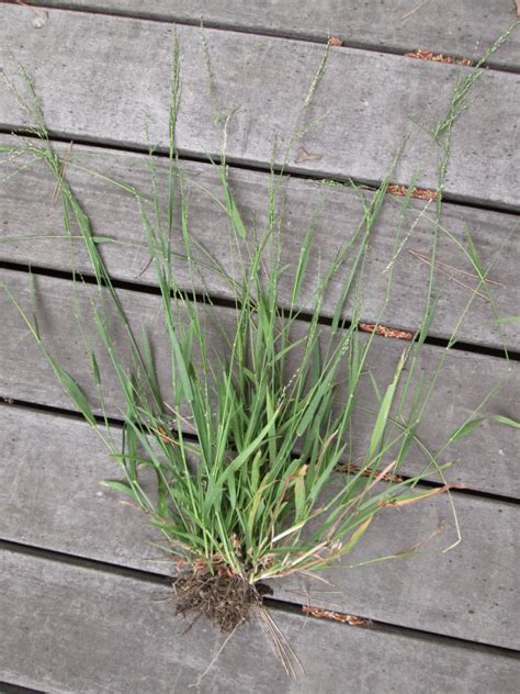 What Grows In Fullerton Tall Fescue