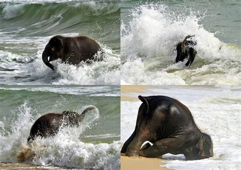 The 35 Cutest Baby Elephants You Will See Today Twistedsifter