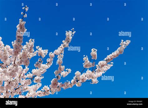 Trees Pink Sky Background Hi Res Stock Photography And Images Alamy