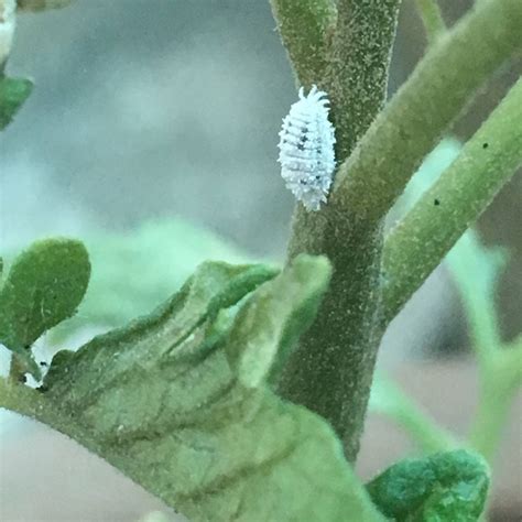 18 White Insects On Tomato Plants Ideas Octopussgardencafe