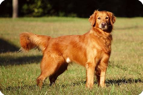 Mydogbreeders.com has over 10,000 dog breeder and puppy listings. golden retriever and irish setter mix | ETA: Oh, and I ...