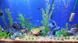 coral reef aquarium animated fish tank aquarium wallpaper
