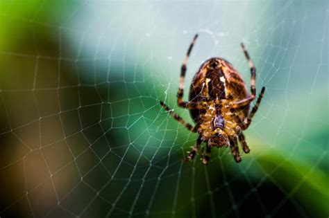 Hd Insects Spiders Nature Macro Closeup Zoom Image Gallery Wallpaper Download Free 145333