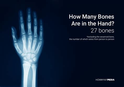 The 206 bones of the body include the ribs, skull, spine, vertebrae, thigh bone, and many more. How Many Bones Are in the Human Body - Howmanypedia