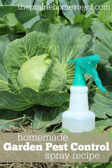 Ortho is designed for outdoor pest control and the gallon jug comes with an attached sprayer handle with an adjustable nozzle but it can be used inside as well. Organic Pest Control Spray for Gardens | Organic gardening pest control, Organic gardening tips ...