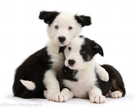 Download Dogs Two Black And White Border Collie Puppies Photo Wp36063