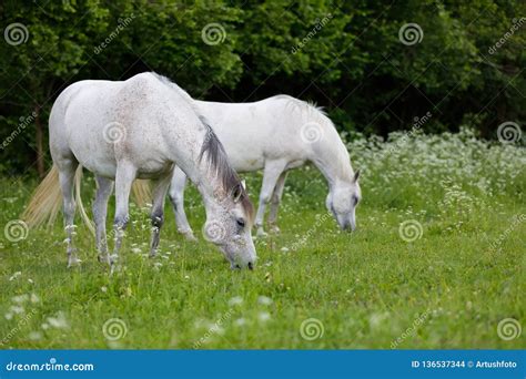 White Horse Is Grazing In Spring Meadow Stock Photo Image Of Field