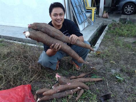 Cara cara menuai ubi keledek ipomea batatas. Johor Ke Terengganu.: Cara Taman Ubi Yang Betul