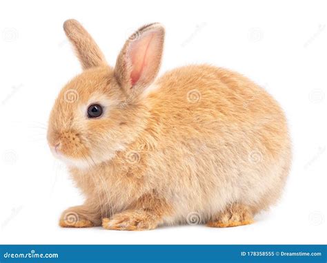 Side View Of Orange Brown Cute Baby Rabbit Sitting Isolated On White
