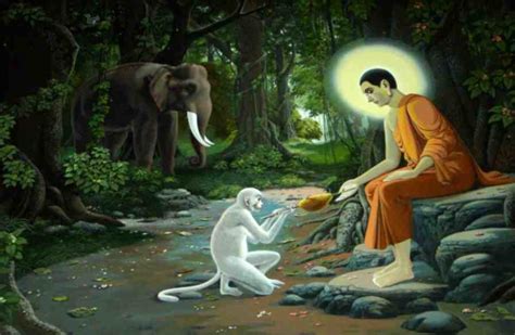 Sang Buddha Gajah Dan Monyet Samaggi Phala