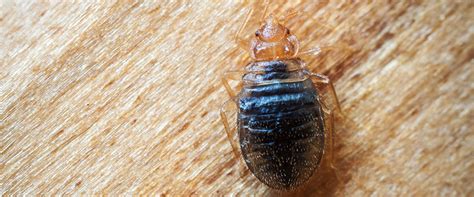 bed bugs in french bed bug get rid