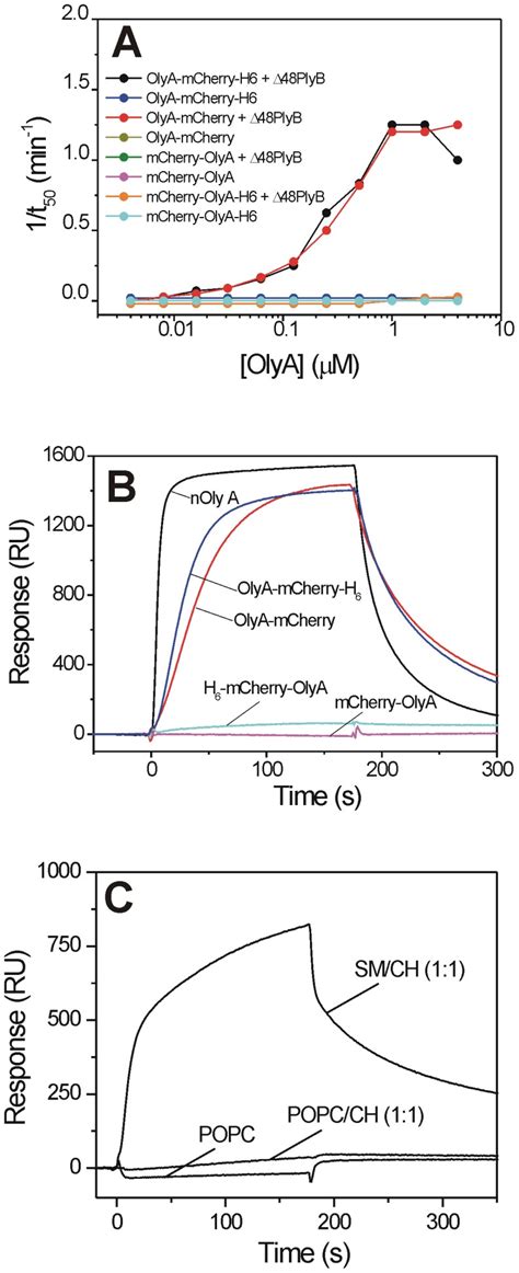 A Haemolytic Activity Of 16 Nm Δ48plyb Supplemented With Different