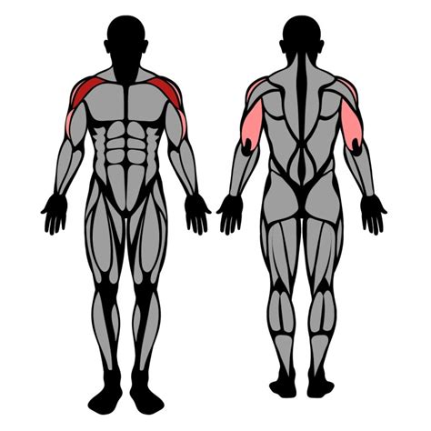 How To Do Seated Barbell Overhead Press Muscles Worked And Proper Form