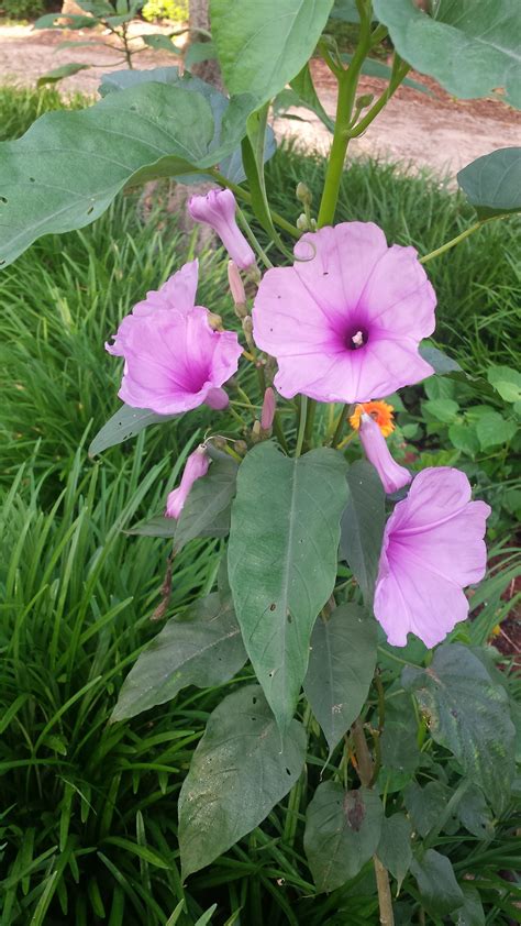 Silver bush morning glory can really stand out when used in raised planters and containers for a nice contrast. Purple Morning Glory Bush Plant — Angel Trumpet Nursery in ...