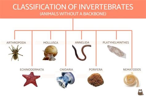 Classification Of Invertebrates Chart With Definitions And Examples