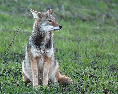 Police Warn Nj Residents After Coyote Mauls Dog