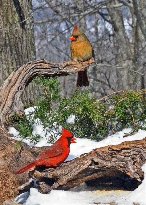 A Pair Of Northern Cardinals Birds And Blooms