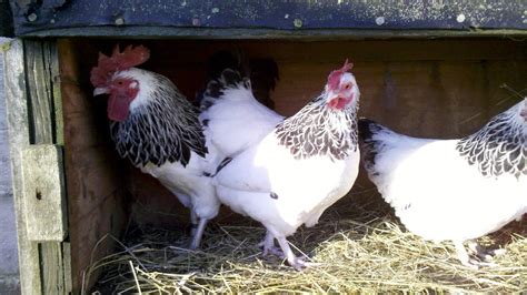 sussex naine for sale poules informations sur les races omlet